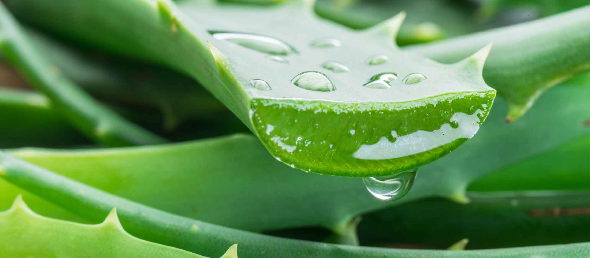 Aloe Vera, Kokosöl und Glycerin – Fluch oder Segen?